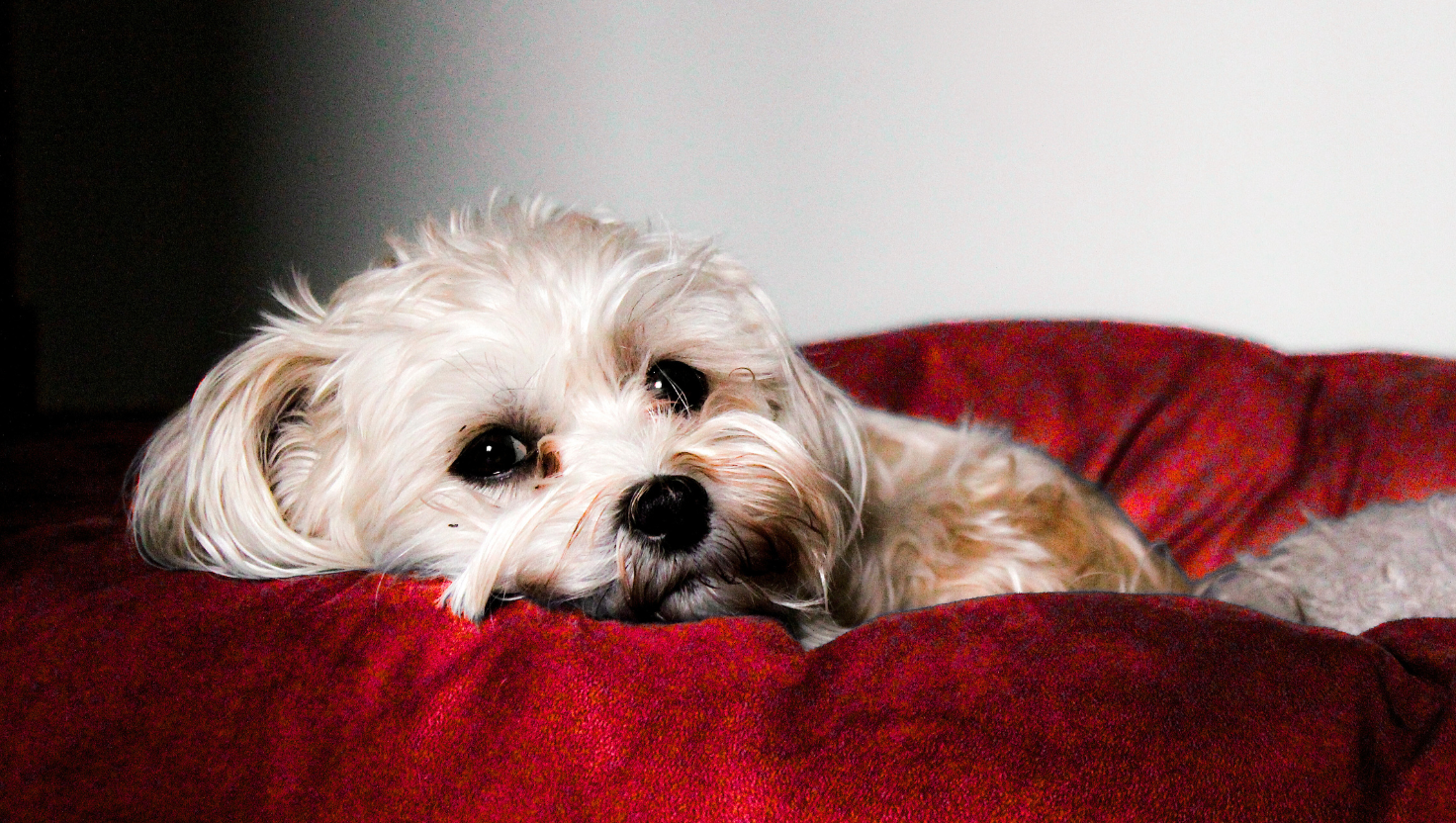 Coping with loss of a pet over the holidays