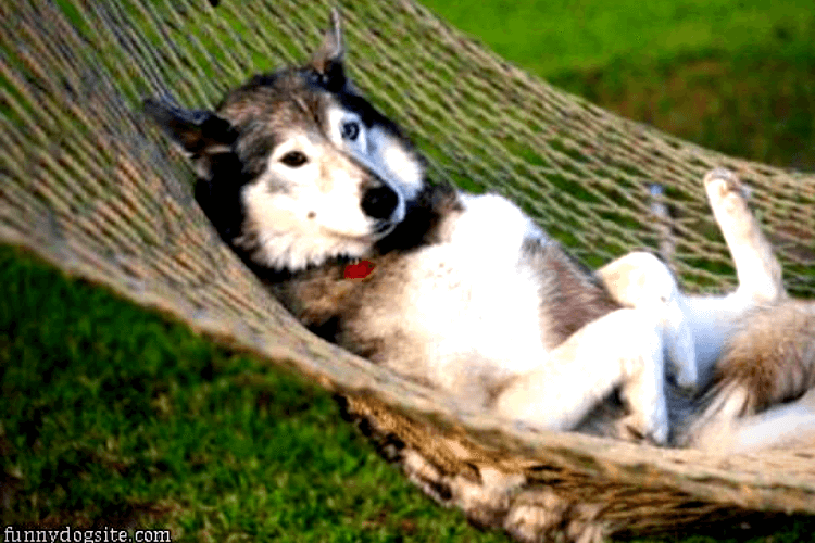 Dog Days of Summer Credit to funnydogsite.com