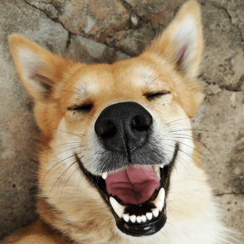 Dog Proud of his Pearly Whites