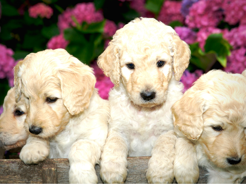 Recherche-Kennels Info on Caring for Doodles PetPerennials.com blog March 2022