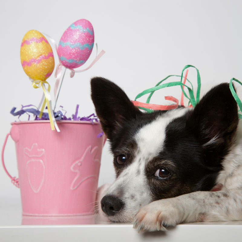 Pet Loss at Easter Holidays Sympathy Gifting and Support