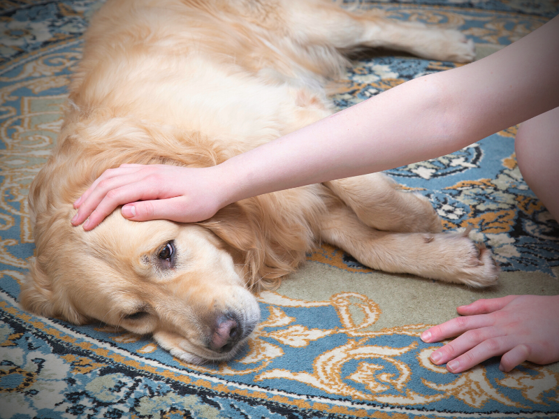 AtHome Pet Euthanasia Understanding the Process By Dr Karen Whala, C