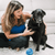
          
            Co-founder Pet Perennials and her Labrador Retriever Harley
          
        