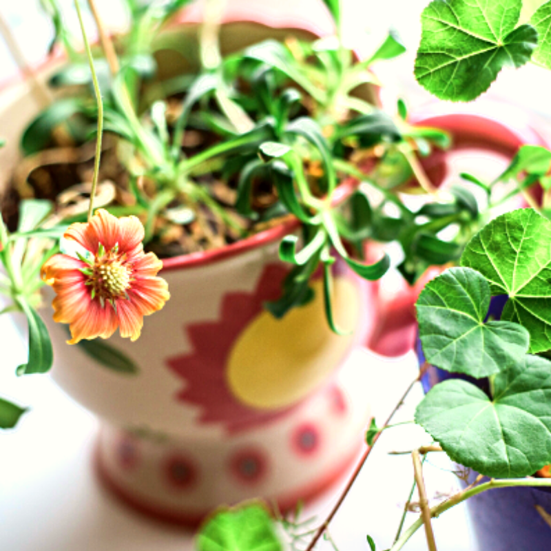 Co-founder Pet Perennials Remy Bibaud on Planting a Garden