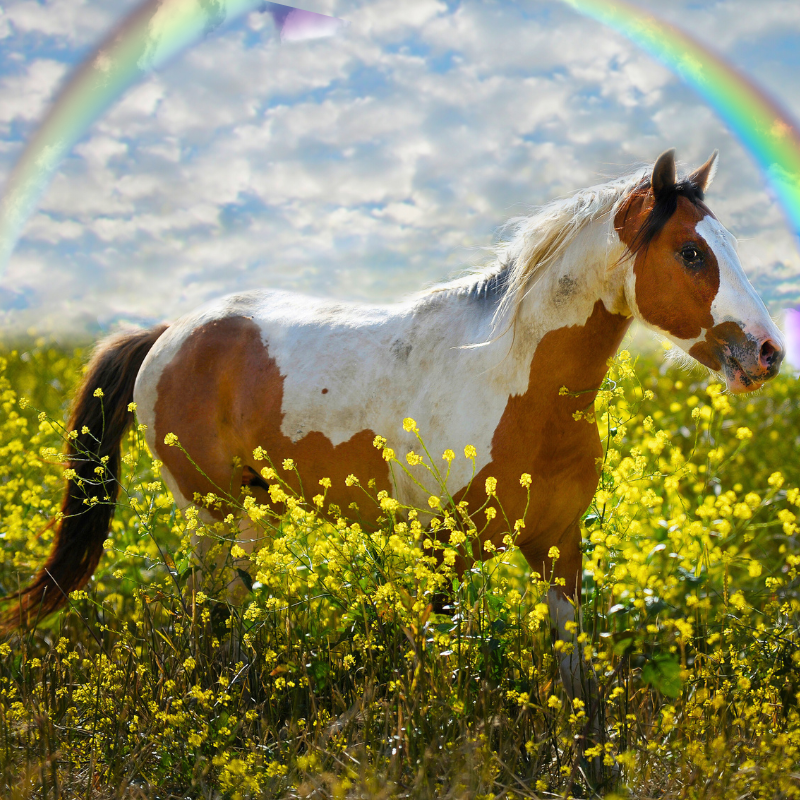 Ann Hoff's horse Magic - PetPerennials.com June 2023 Grief Blog