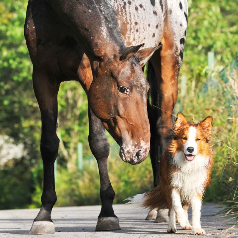 Pet Loss and Grief Navigating anniversary of loss 