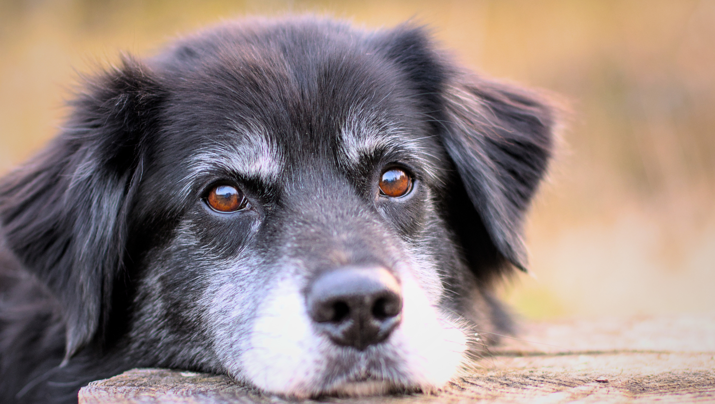 Companion Animal Grief Support showing older dog sad and missing a friend