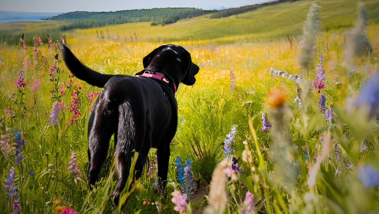 Celebrate the Journey from Birth through Loss  - Dog in Field of Wildflowers