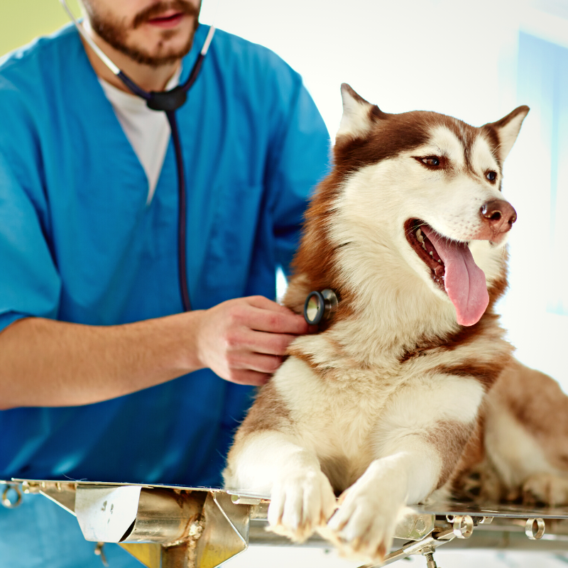 Healthy Pet Care Preventive PetPernnials.com