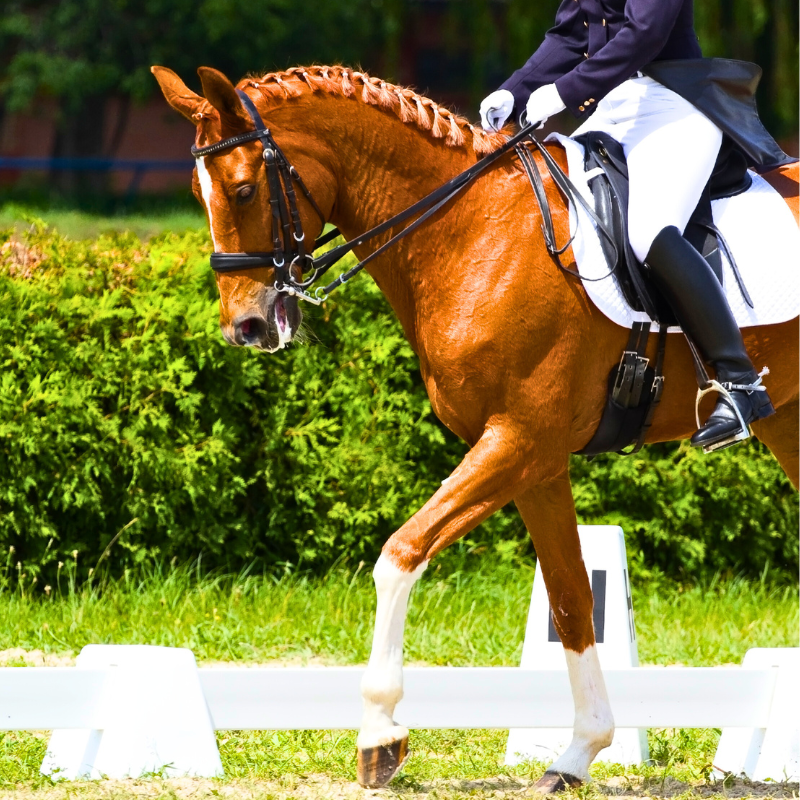 Olympic Horse Events Olympic Horse Events