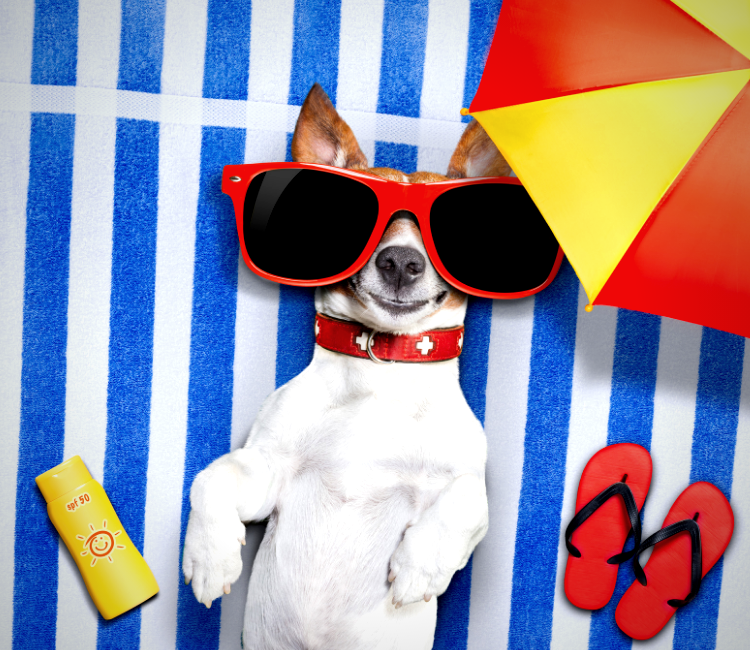 
          
            A Dad and His Dog Petperennials.com July 2021 sunscreen and pets
          
        