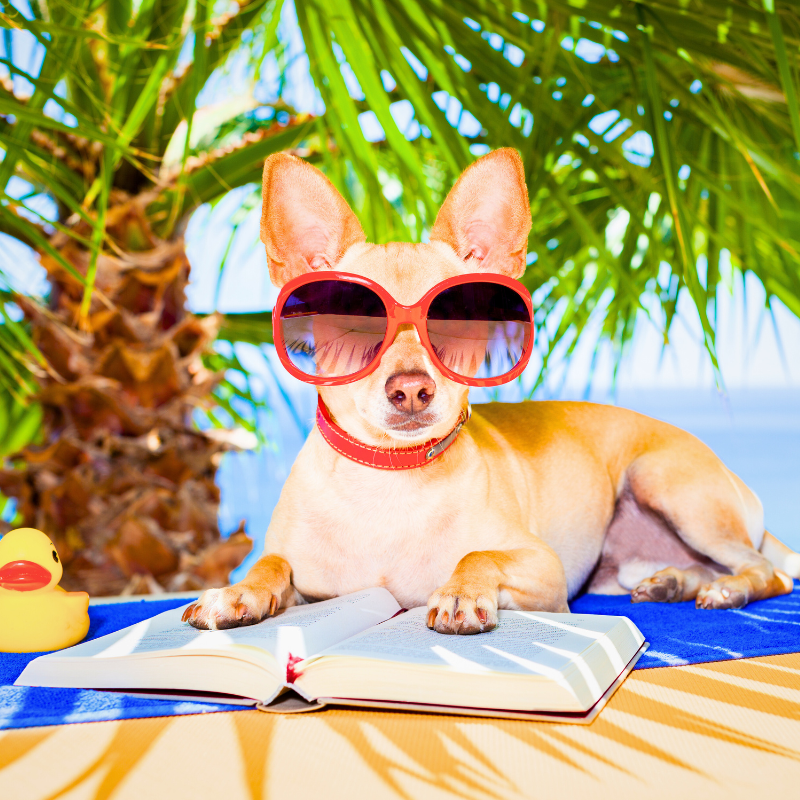 Summer Heat and Pet Safety Pet Perennials Sympathy Gifts Pet Loss