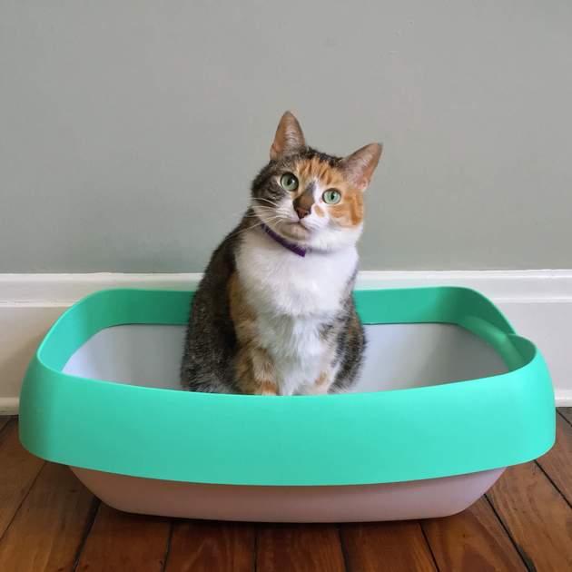 Courtesy luuup.com Cat Litter Photo