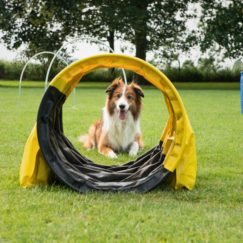Leap Year Ideas for Fun with Dogs PetPerennials.com