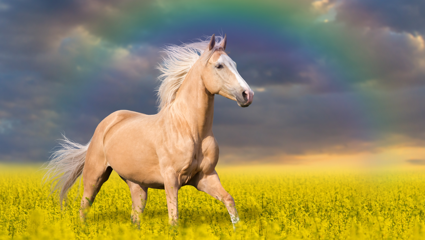 Loss of Horse showing Palomino in field with Rainbow Bridge and Stormy Sky in Background