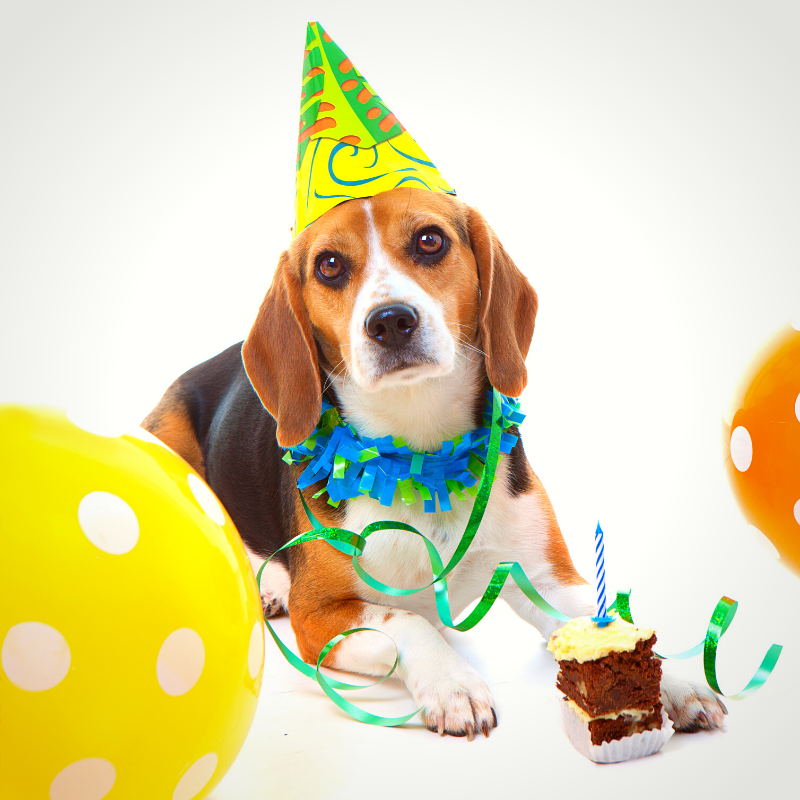 Celebrate Pet Birthdays, Gotcha Days and Everything Pet! 