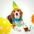 
          
            Celebrate Pet Birthdays, Gotcha Days and Everything Pet! 
          
        