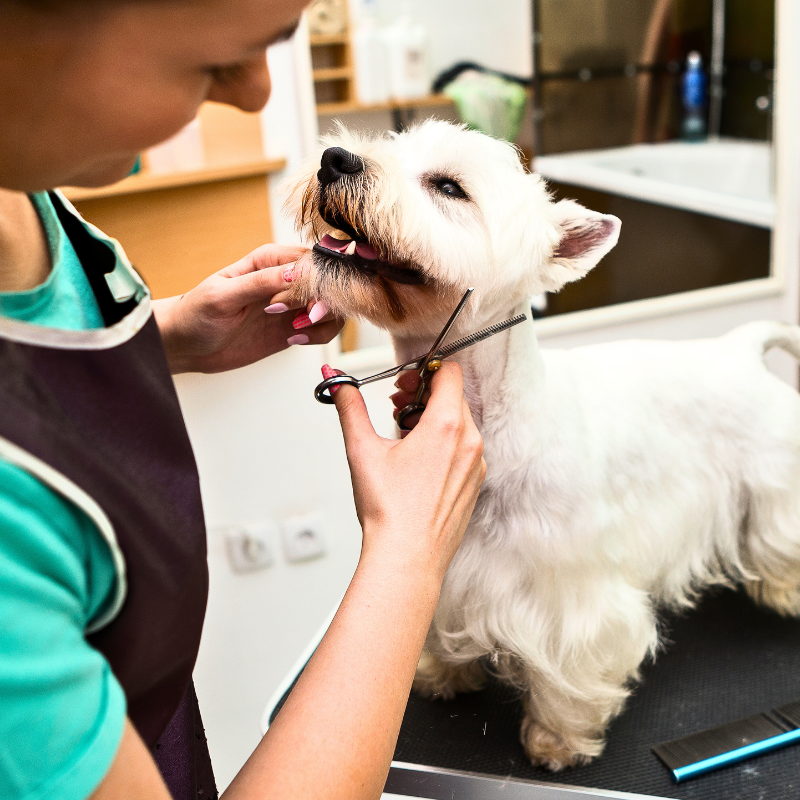 Mobile Dog Groomers - Tips on choosing the right one for your pet PetPerennials.com