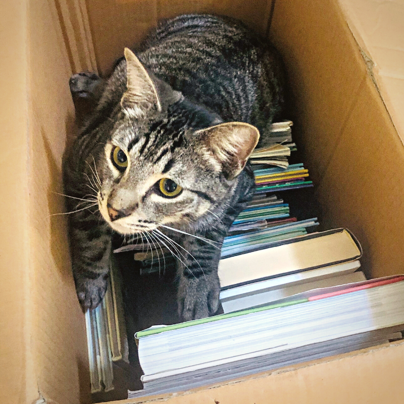 Moving with Pets - Tips from PetPerennials.com