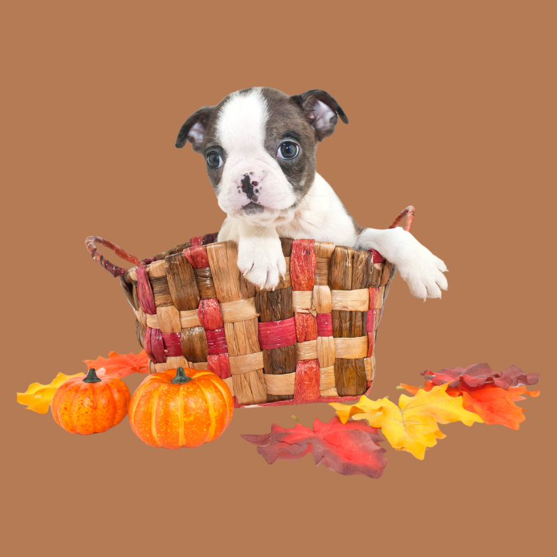 
          
            Thanksgiving Food Safety Info for Pet Owners Petperennials.com blog Nov 2023
          
        