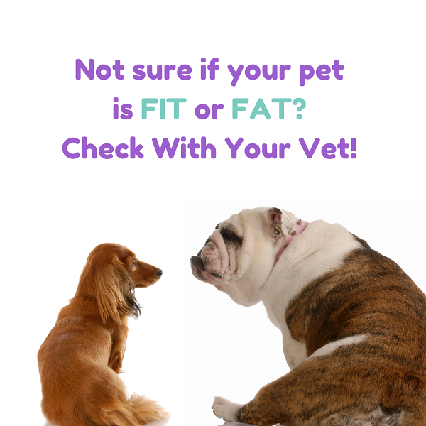 Fit or Fat Pet Obesity is a Health Risk PetPerennials.com