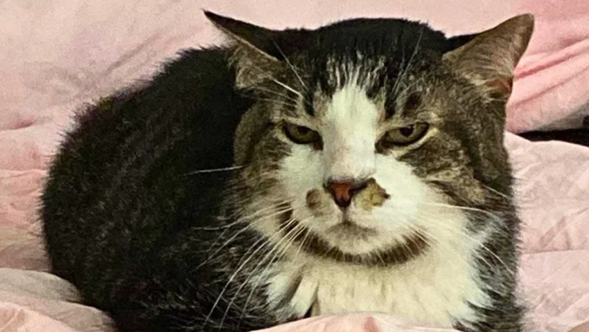 Snookie cat looking annoyed at camera on pink blanket Loss of Cat Anniversary Grief blog