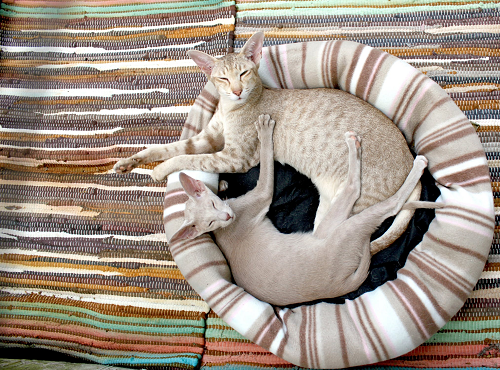 
          
            Jessica Brody Two Cats in Cat bed
          
        
