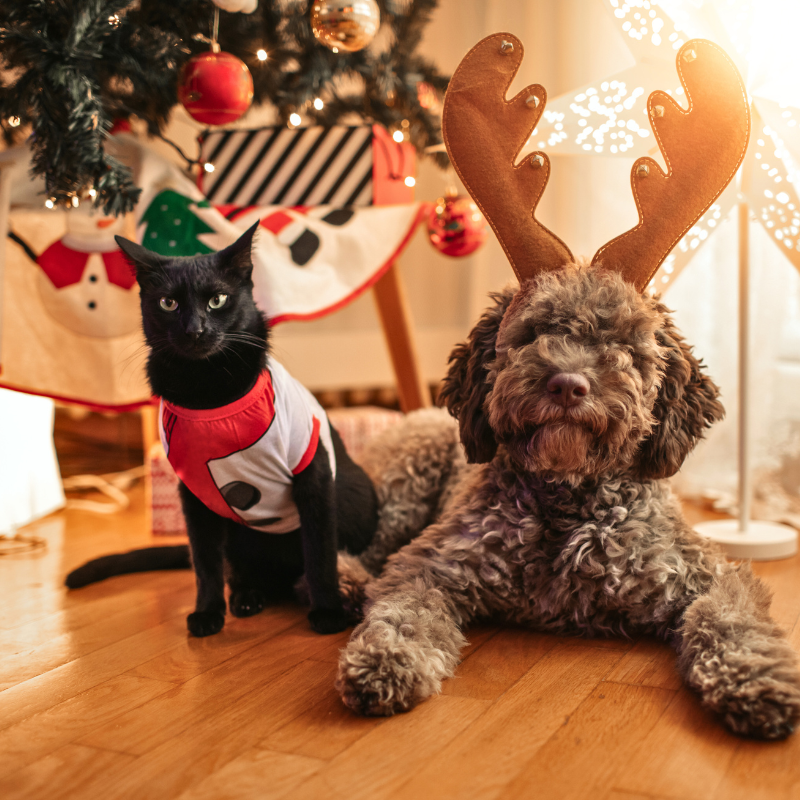
          
            Pet Loss and Remembrance at the Holidays
          
        
