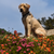 Pet Perennials Garden Kit Sympathy Loss of Pet Gift