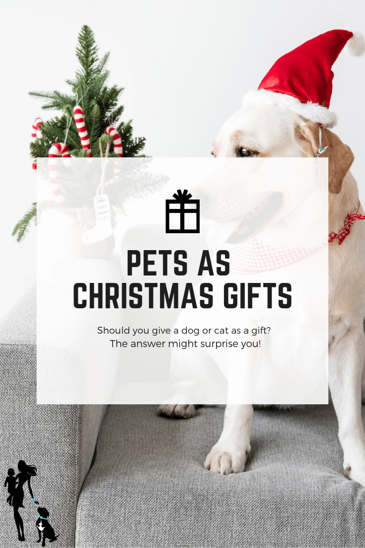 
          
            Pets For Christmas: Should You Gift A Dog Or A Cat? - Excerpts from OH MY DOG! 12/11/18
          
        