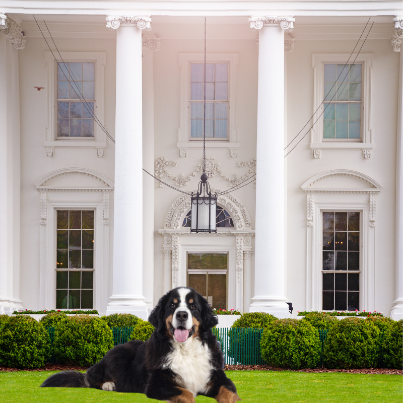Presidential Pets Remembering on President's Day PetPerennials.com Thoughtful pet loss gifts
