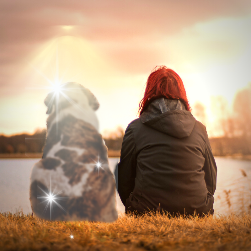 Reshare RVP Blog Are Pets Visiting You? PetPerennials.com Blog