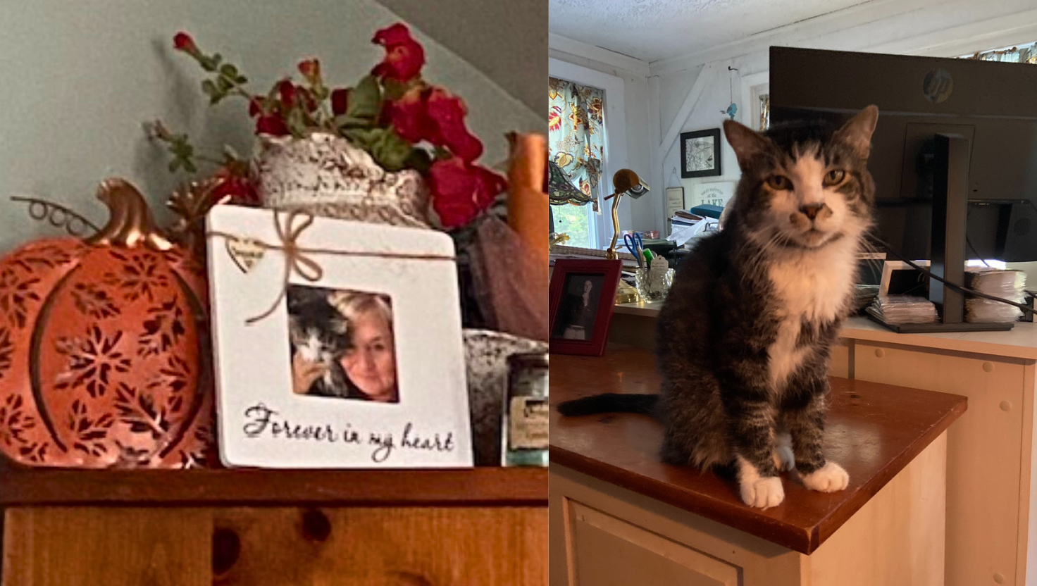 Pet Loss Memorial for Loss of Cat 