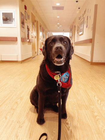 Therapy Dog Lucy and Tori Mistick and Wear Wag Repeat