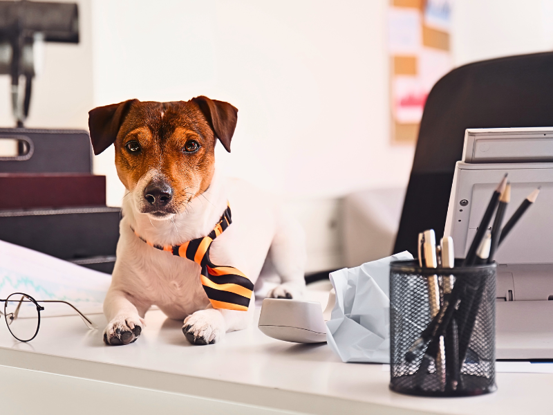 Pet Biz Tips