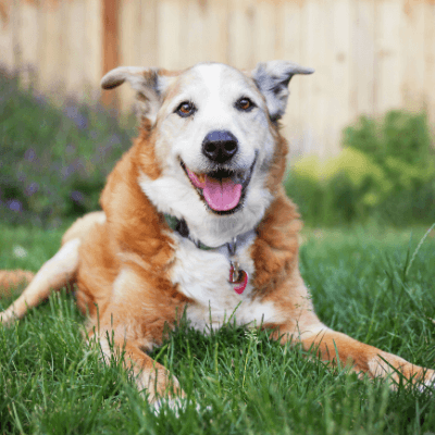 A Dad and His Dog: Family, Friends, and Fur