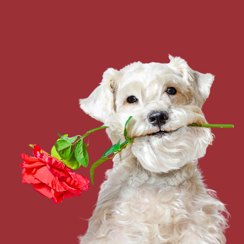 For the Love of Pets Valentine's Day Remembrances Pet Loss PetPerennials.com Blog