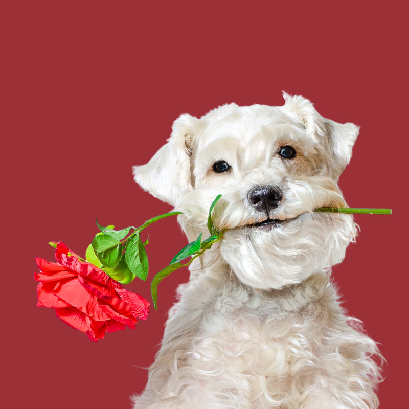 
          
            For the Love of Pets Valentine's Day Remembrances Pet Loss PetPerennials.com Blog
          
        