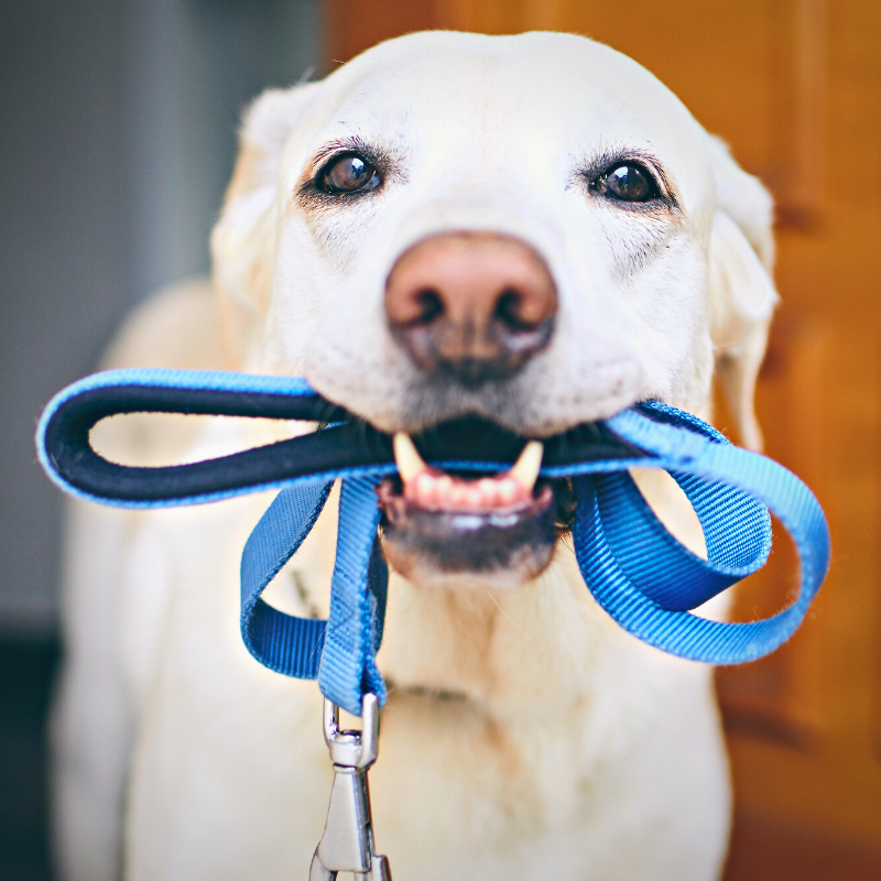 Walk in the Park Dog Day March 30 PetPerennials.com Tips on dog walking