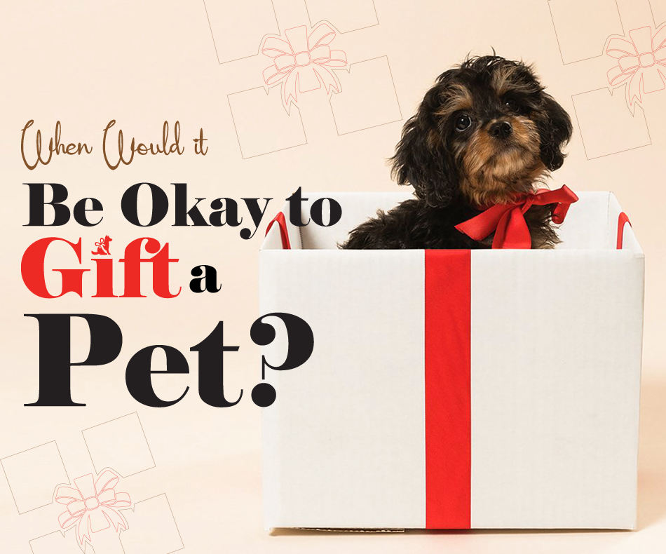 Decisions on When it is OK to Gift a Pet