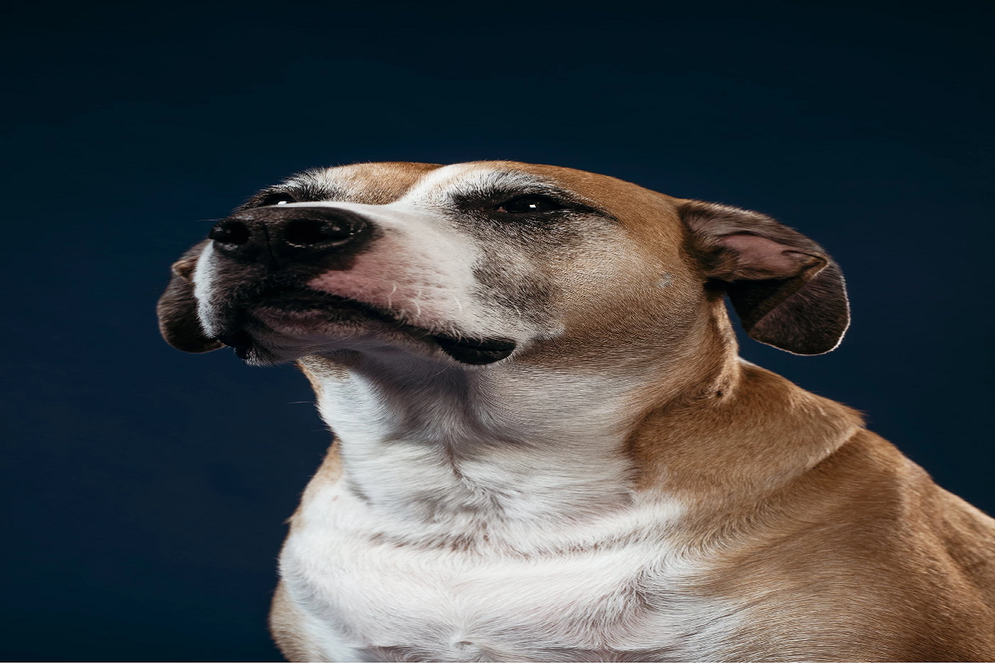 Recognizing a Pet that Crossed the Rainbow Bridge