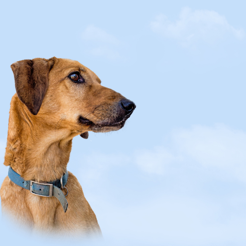 Crossing the Rainbow Bridge - Saying Goodbye to a Pet 