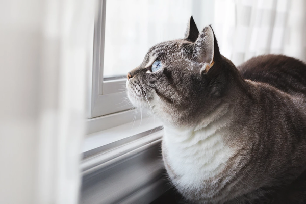 The Aging Process of Cats And How to Take Care of Them - Guest blog co