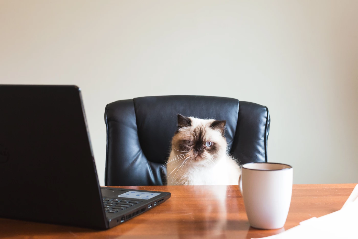 September Is A Happy Cat Month - Guest Blog by Mary Nielsen
