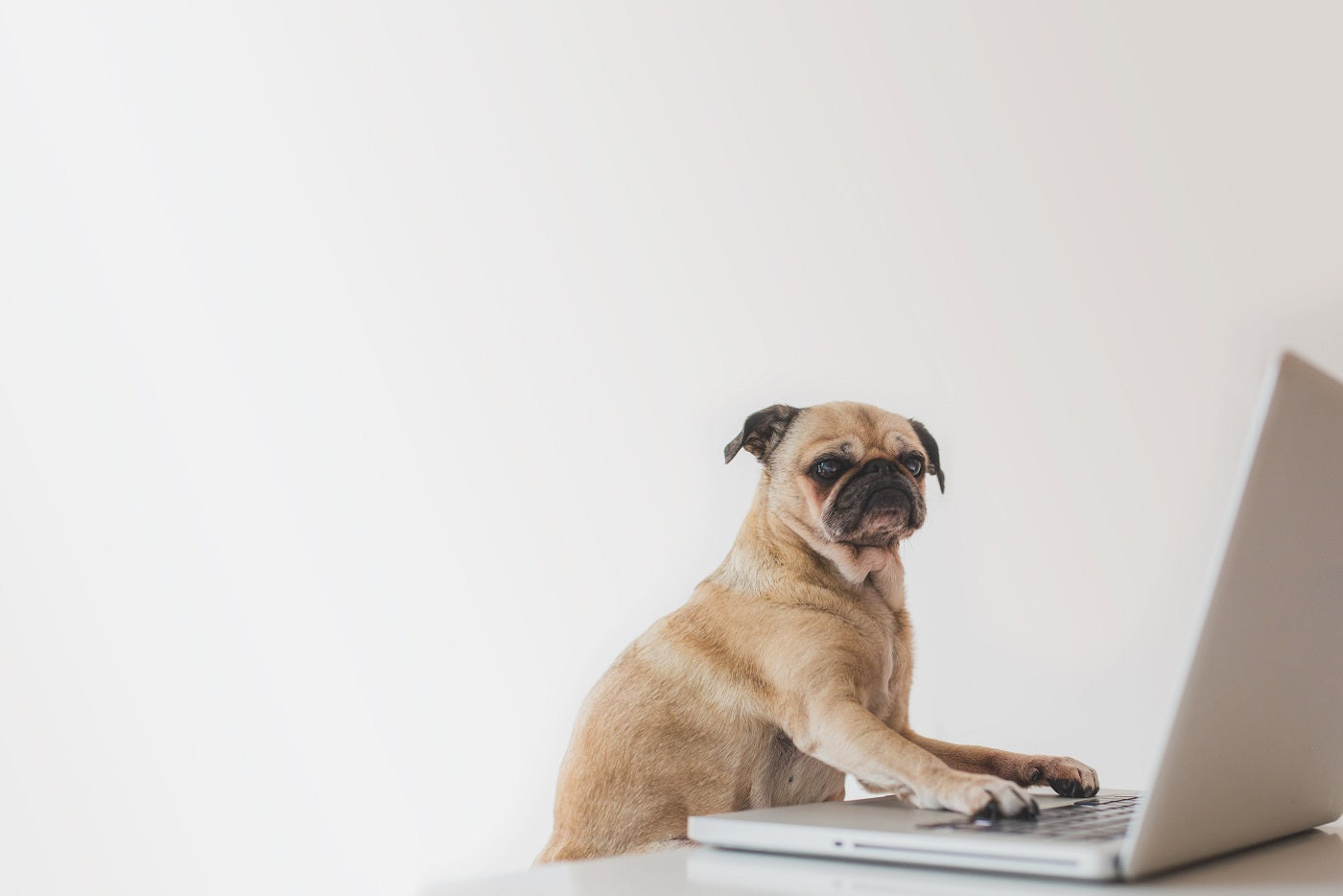 Choosing the Right Dog