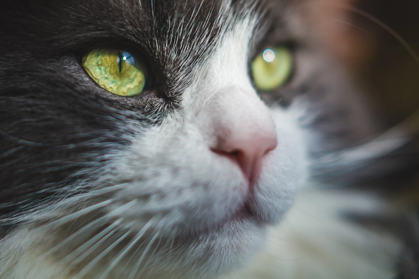 It's OK to wish for one more day - Guest Blog by Justin Black