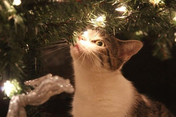 
          
            Coping with Pet Loss and Grief During the Holidays - Guest Blog by The Conscious Cat
          
        
