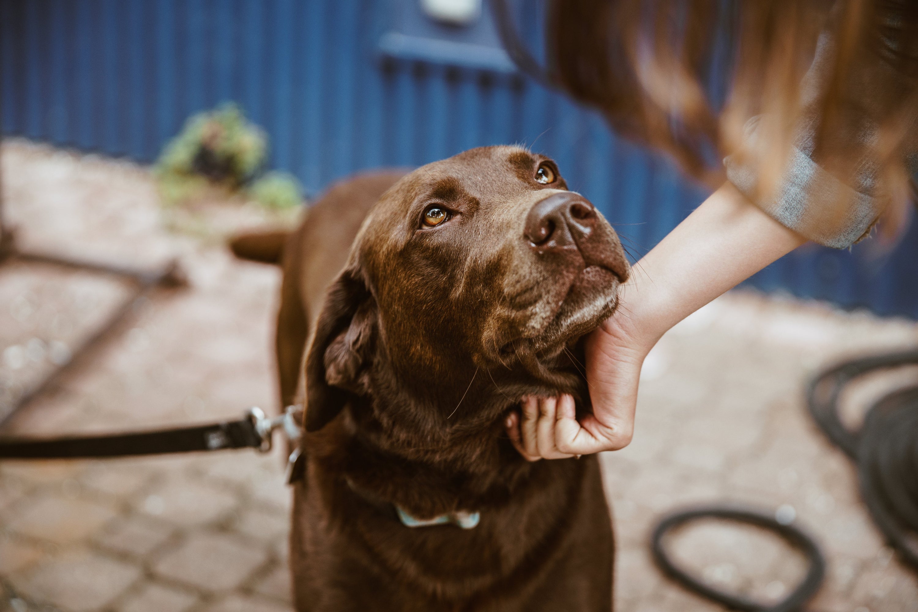 Four Steps to Take After Experiencing Pet Loss - Psychology/Today.com by Adam Clark