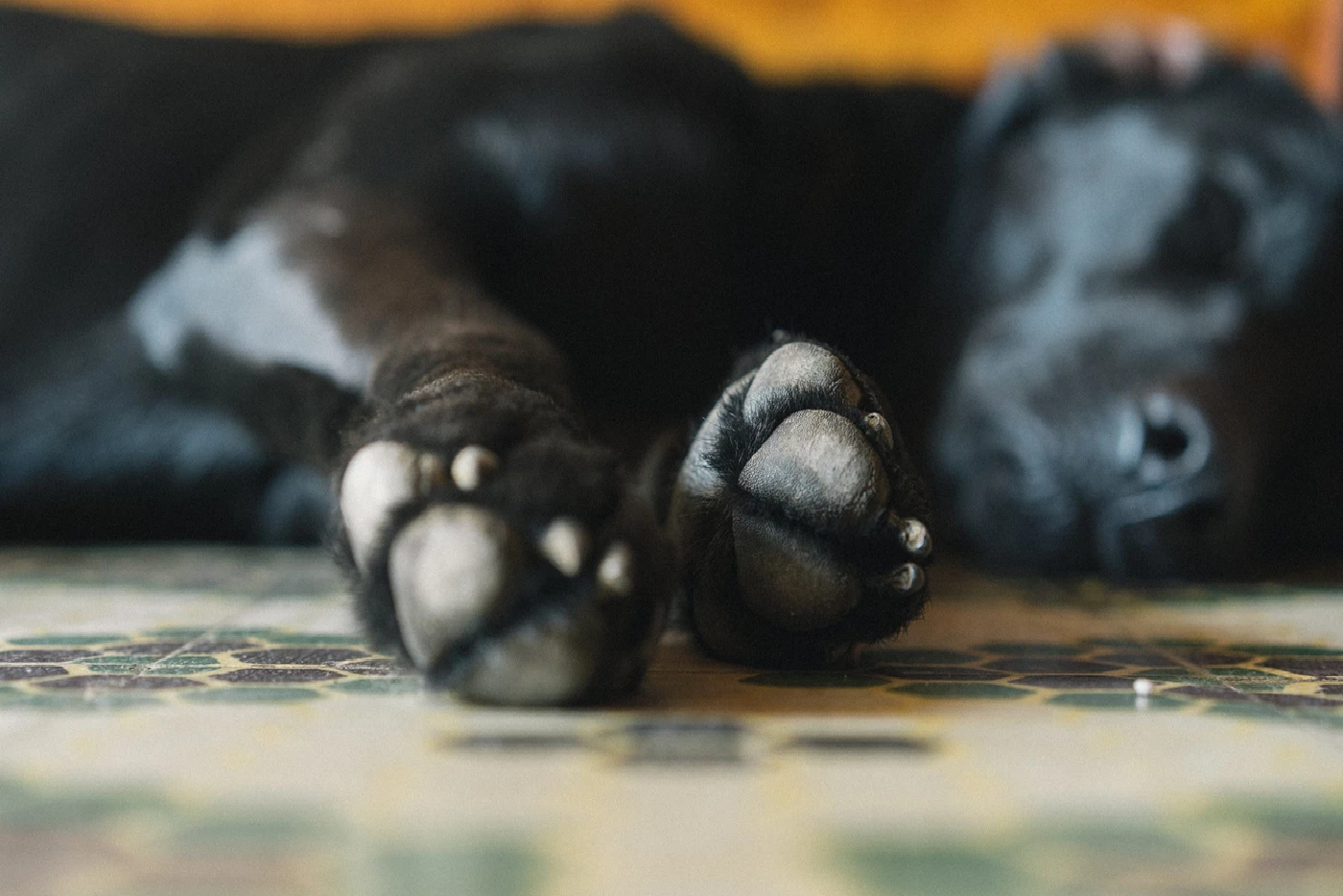 Handling Pet Euthenasia Guest Blog by Wendy Van de Poll and Center for Pet Loss Grief