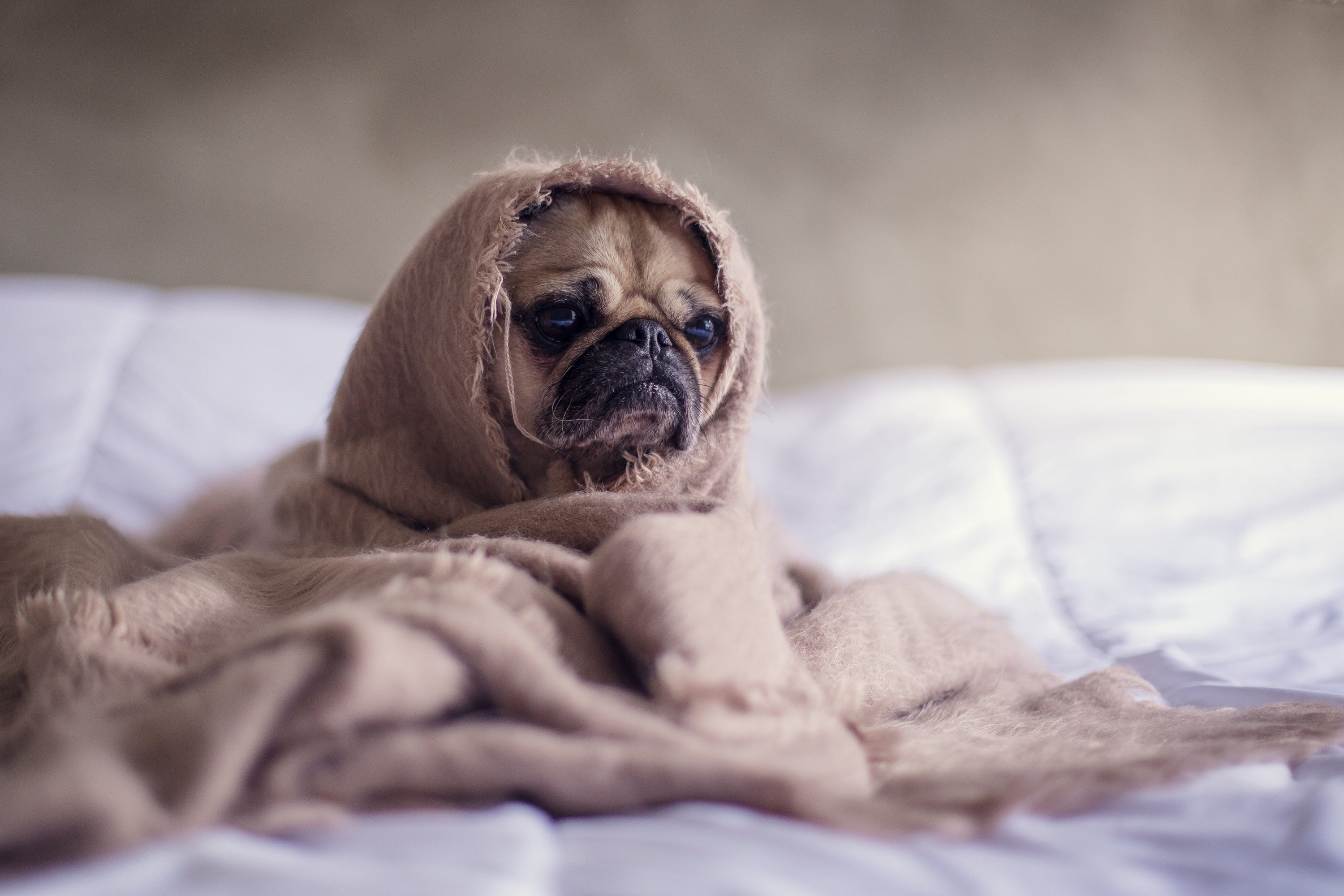 Tips For Taking Care of Your Dog and Working a Full-Time Job - Guest Author Amanda Turner